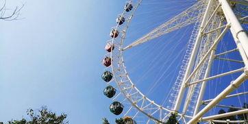 空中明星动物,翱翔天际的神秘使者